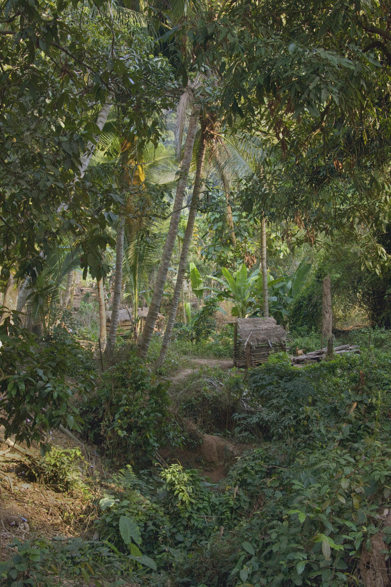 Jungle Path to Kamu Village on Mekong River, Laos<p><a class="nav-link" href="/content.html?page=6/#TA18" target="_top">Thumbnail</a>