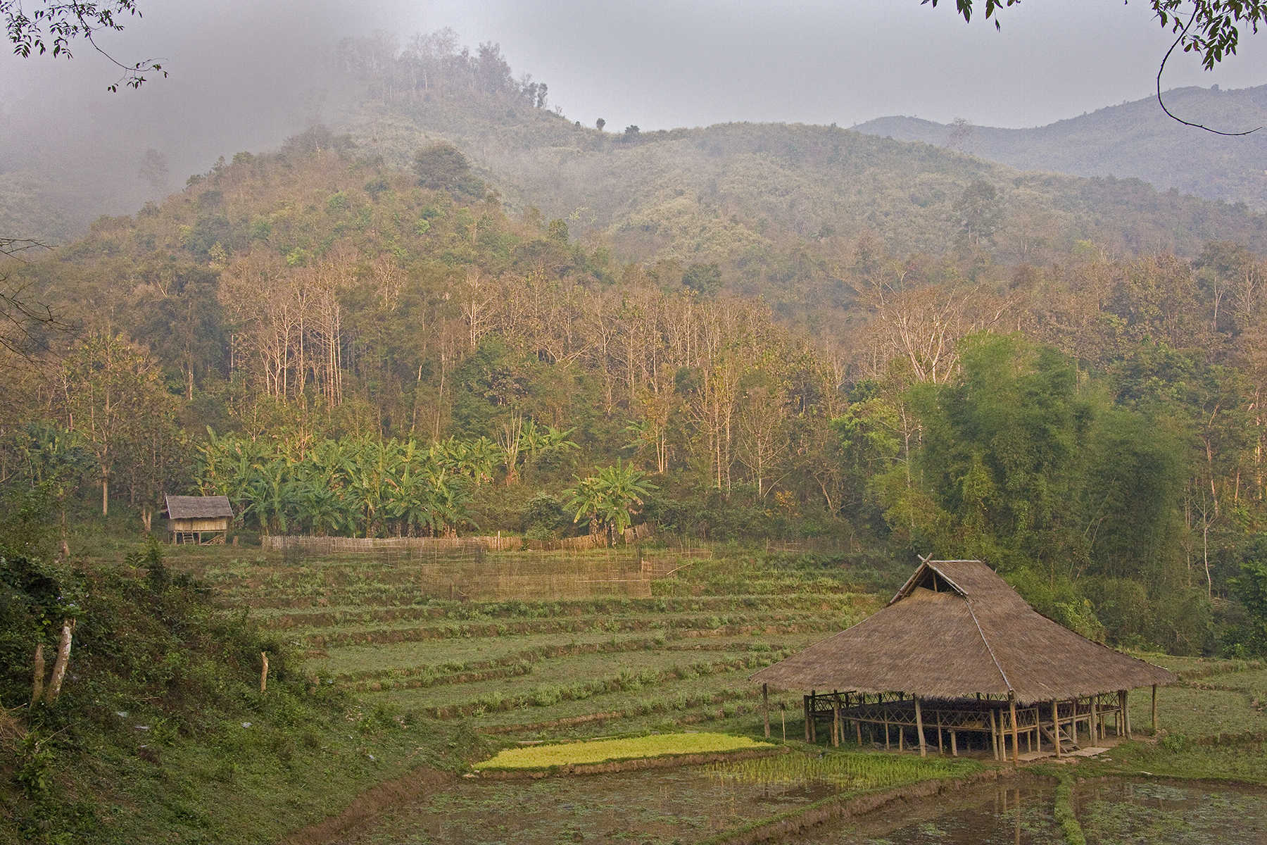 Rice Paddy, Kamu, Laos<p><a class="nav-link" href="/content.html?page=6/#TA47" target="_top">Thumbnail</a>