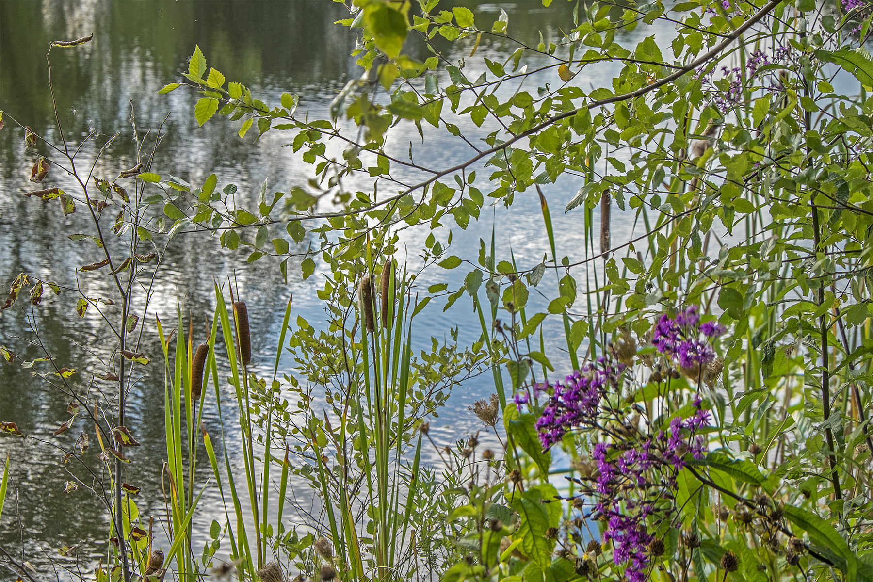 Lily Pond at Fresh Pond, Cambridge Massachusetts<p><a class="nav-link" href="/content.html?page=6/#TA78" target="_top">Thumbnail</a>