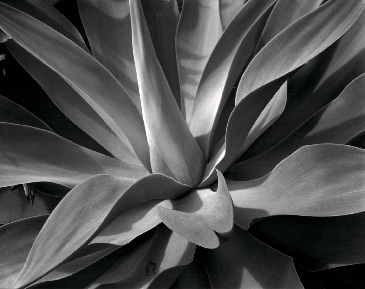 Agave, Malibu, California<p><a class="nav-link" href="/content.html?page=6/#TA81" target="_top">Thumbnail</a>