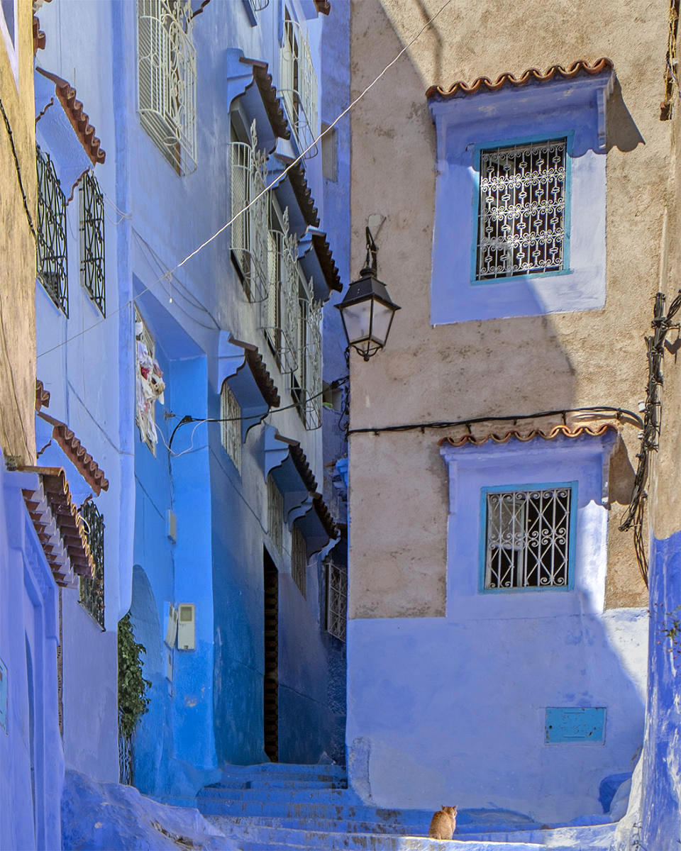 Orange Cat, Chefchauen, Morocco<p><a class="nav-link" href="/content.html?page=6/#TA44" target="_top">Thumbnail</a>